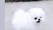 Cute and adorable Teacup Pomeranian puppies ready now