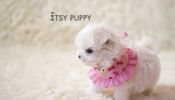 Teacup Cute Maltese puppies for sale