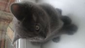Please Please help!! Missing Grey Female kitten! Sighthill, edinburgh!!!