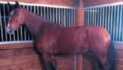 Stable Mat Tiles for Horse