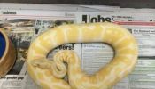 Albino python for sale