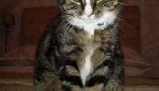 Lost tabby cat Northampton