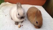 Pretty Baby Netherland Dwarfs: rare colours