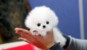Pomeranian Toy Puppies For Adoption