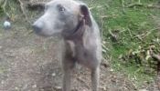 LOST DOG - LURCHER / WHIPPET - GREY BROWN MALE - WHITE STRIPE ON CHEST- SOUTH EAST - PLEASE CALL
