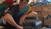 Hand Tame Blue and Gold And Green Wings Macaw needs a family.