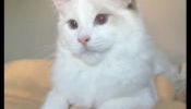 Ragdoll Kittens (GCCF Registered)