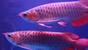 Super red, Asian red, 24k golden Arowana fishes for sale