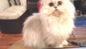 TOP PEDIGREE CHINCHILLA PERSIAN KITTENS FOR SALE